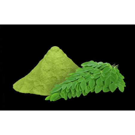 Moringa leaves powder