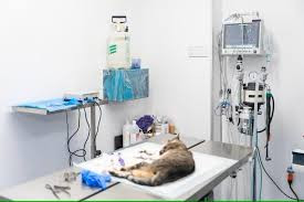 Veterinary Equipment