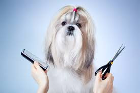 Dog Grooming