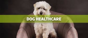 Dog Healthcare