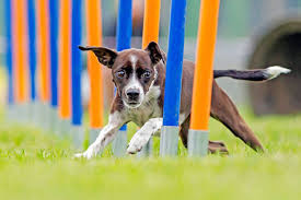 Training & Agility