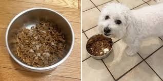 Puppy Food