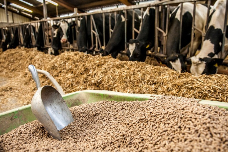 Cattle Feed Supplements