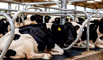Cow cubicles