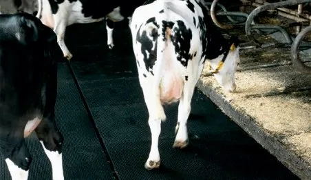 Feeding yards / passages