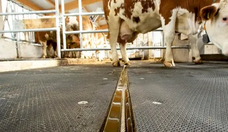 Milking parlour